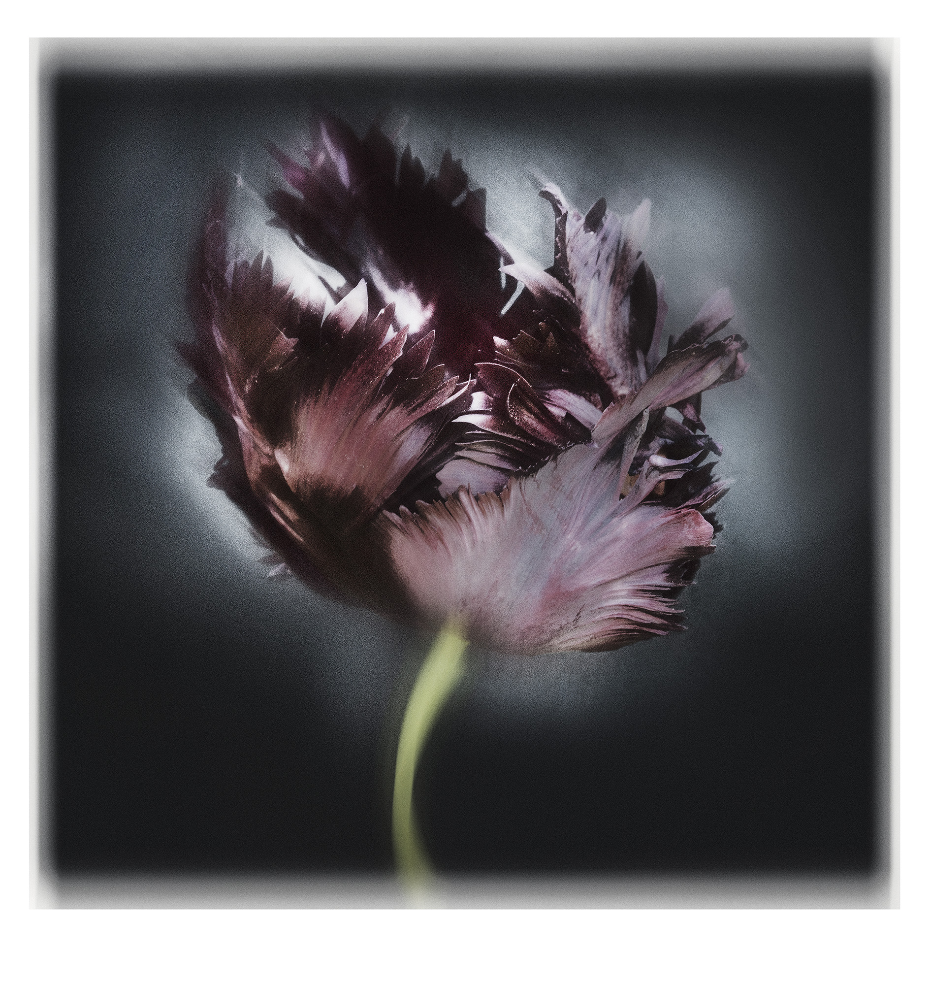 Parrot Tulip 31 inch x 35 inch wb Parrot Tulip. Wall Art. Limited Editions